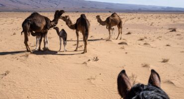 fot. Maroc a cheval