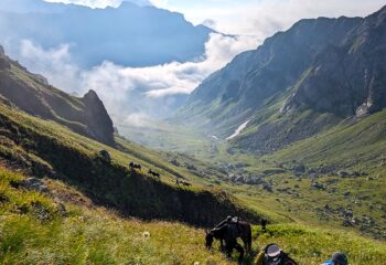 Megrelskie Złote Runo – Edycja Specjalna