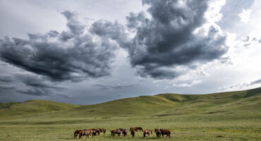 fot. Mewa bez kliszy