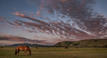 fot. Mewa bez kliszy