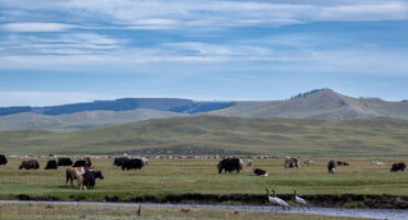 fot. Mewa bez kliszy