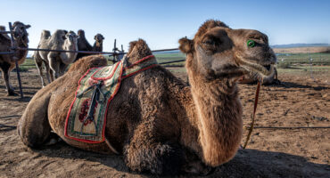 fot. Mewa bez kliszy