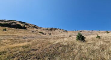 fot. Paweł Jasiński / Lisowczycy