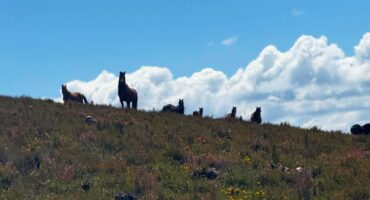 fot. Małgorzata Maślanka / Lisowczycy