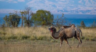 fot. Myrzabek Ozubekov