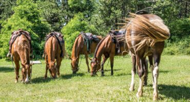 fot. z archiwum przewodnika