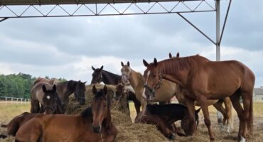 fot. Stajnia D'Amore