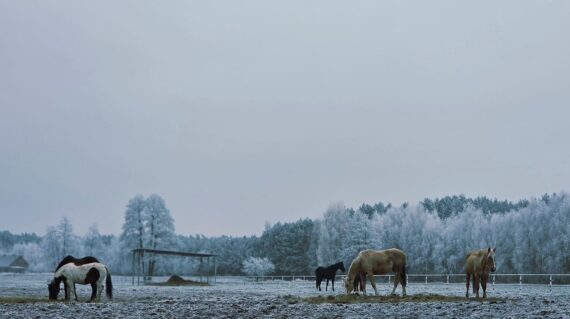 fot. Stajnia D'Amore