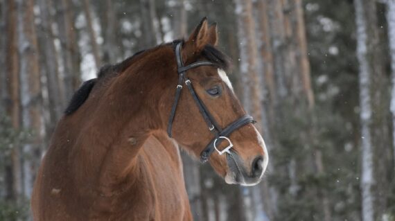 fot. Stajnia D'Amore